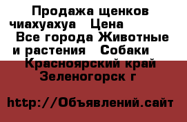 Продажа щенков чиахуахуа › Цена ­ 12 000 - Все города Животные и растения » Собаки   . Красноярский край,Зеленогорск г.